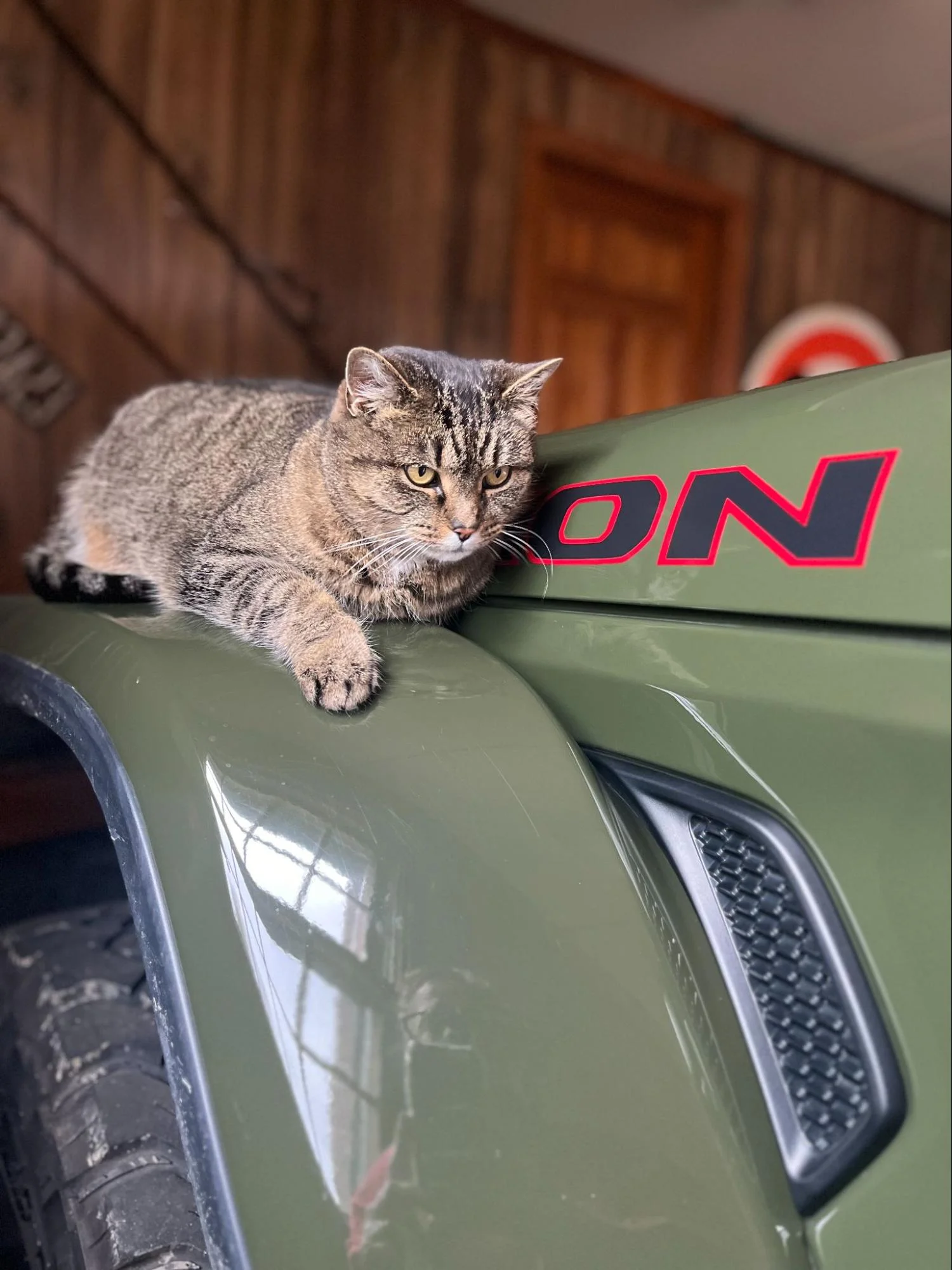 Gizmo, an outdoor cat who resides in the garage